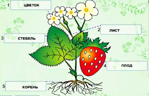 Растение 1 Фото